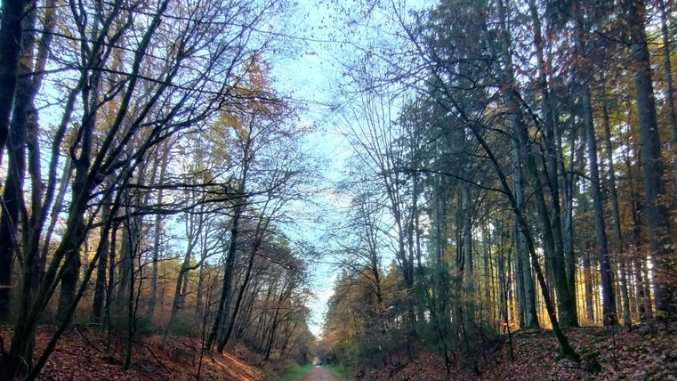 Ein ruhiger Waldweg, umgeben von Bäumen mit herbstlichen Blättern. Der Himmel ist klar und der Weg führt in die Ferne.