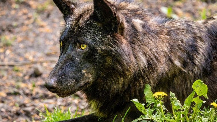 Un loup noir aux yeux jaunes brillants est couché dans l'herbe. Autour de lui, des plantes vertes poussent.