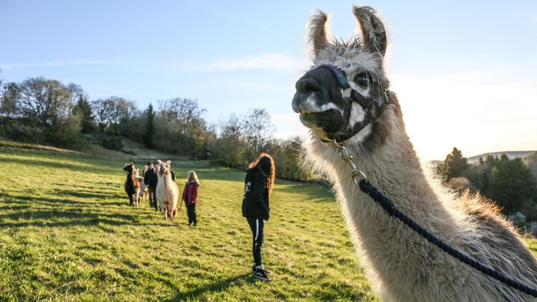 Eine Frau führt eine Gruppe von Lamas über eine grüne Wiese. Im Vordergrund ist ein Lama zu sehen, das neugierig in die Kamera schaut.
