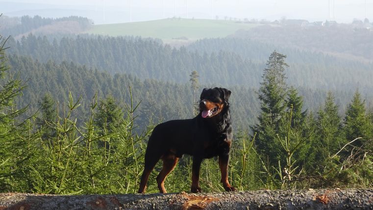 Een Rottweiler staat op een boomstam in een boslandschap. Op de achtergrond zijn groene heuvels en een heldere, verre uitzicht te zien.