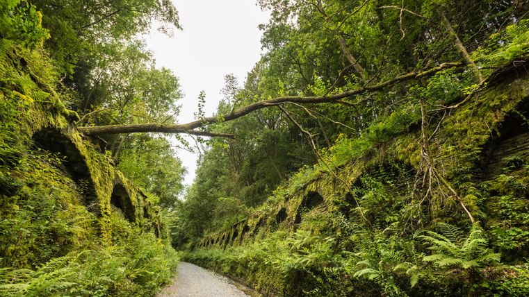Un tunnel recouvert de végétation sur la Vennbahn avec un arbre abattu au-dessus.