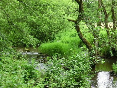 A stream flows through a green, wooded valley with lush vegetation.