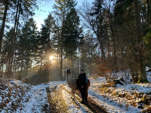 Eine Gruppe von Menschen spaziert mit Alpakas auf einer grünen Wiese. Im Hintergrund sind Bäume und Hügel zu sehen.