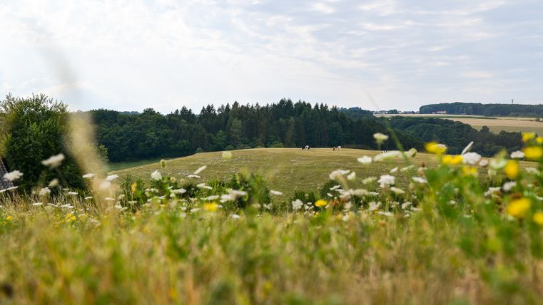 Paysage avec des prairies, des arbres et des fleurs au premier plan, des forêts et des champs à l'arrière-plan.