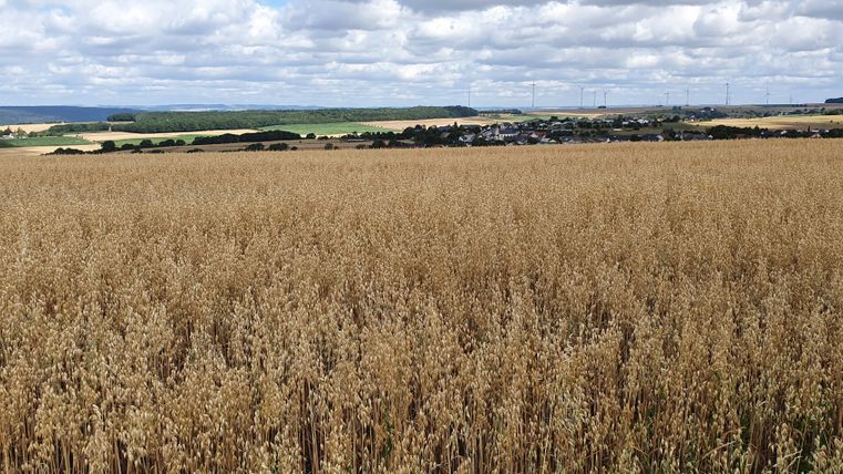 Breed graanveld met dorp en windturbines op de achtergrond onder een bewolkte hemel.