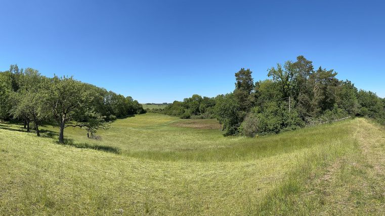 Grüne Wiese mit Bäumen und blauem Himmel