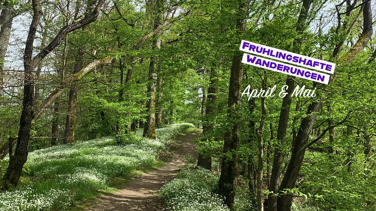 Un joli chemin forestier entouré de feuillage vert frais et de fleurs blanches. L'image transmet une atmosphère joyeuse de printemps.