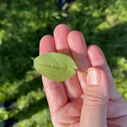 Een blad wordt in de hand gehouden. De achtergrond is groen en toont gras.