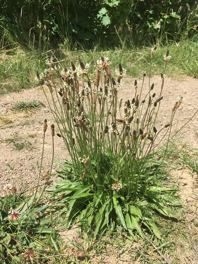 Eine Gruppe von hohen Pflanzen mit langen Blättern und blühenden Spitzen steht auf einer trockenen Bodenfläche. Im Hintergrund sind grüne Sträucher sichtbar.