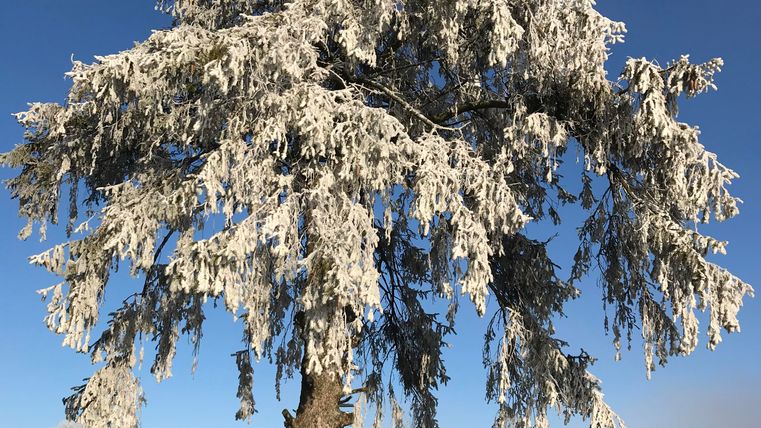 Hiver dans l'Eifel