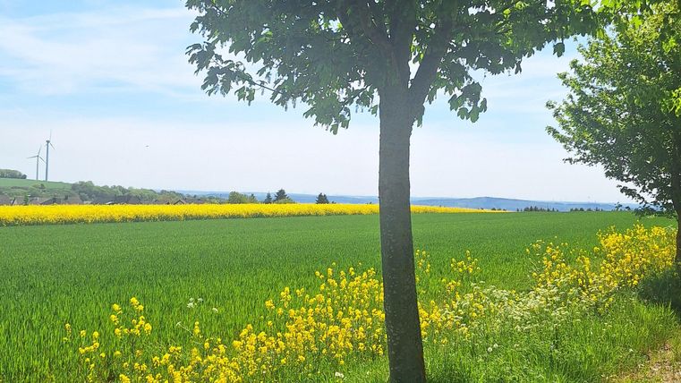 Ein üppiges Feld mit gelben Blumen und einem klaren, blauen Himmel. Im Vordergrund steht ein Baum, der Schatten spendet.
