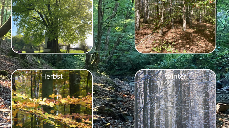 Eine Collage mit vier Jahreszeiten, dargestellt durch Frühlingsgrün, Sommerwald, Herbstlaub und Winterlandschaft. Die Bilder zeigen die Vielfalt und Schönheit der Natur im Laufe des Jahres.
