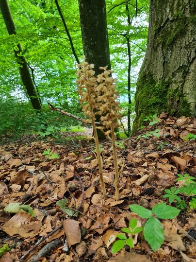 A few blooming plants stand on the forest floor, surrounded by dry leaves. In the background, green trees and a hint of water are visible.