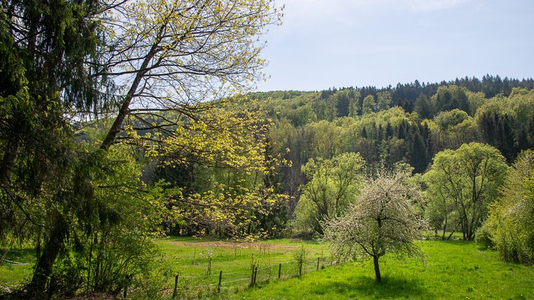 Lentelandschap met bloeiende bomen en weide in het molenbos.