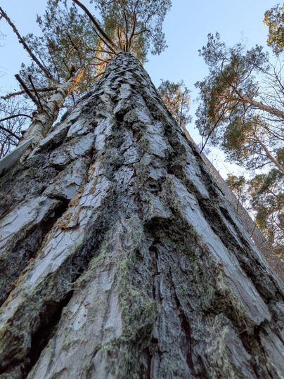 Gros plan sur un tronc d'arbre qui s'élève vers le ciel, avec vue sur la cime de l'arbre et le ciel bleu en arrière-plan.