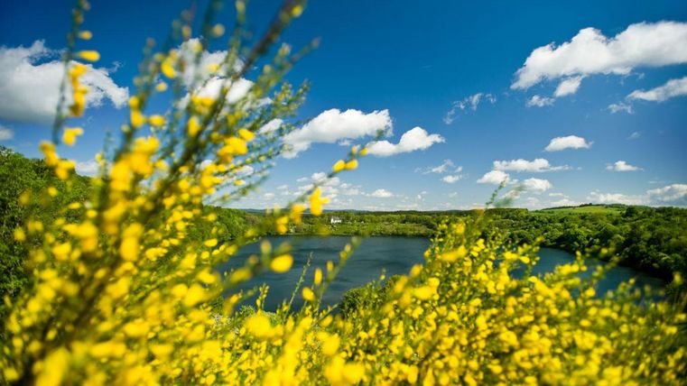 Een mooie meer omringd door felgele bloemen. De lucht is helder en blauw met enkele witte wolken.