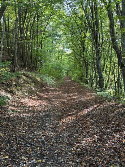 A narrow path through a forest with green trees and colorful foliage. The ground is covered with fallen leaves.