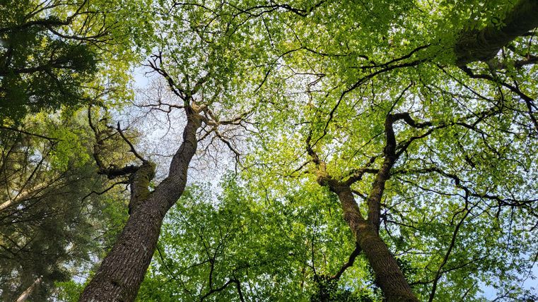 A view from below of tall trees with fresh, green foliage. The sky is partially visible between the branches.