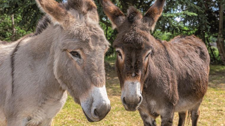 Zwei Esel stehen nebeneinander auf einer Wiese. Sie haben graues und braunes Fell und schauen neugierig in die Kamera.