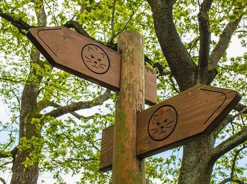 A wooden sign with cat motifs points the way. Surrounded by green trees, it is a cozy, natural place.