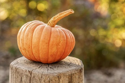 An orange pumpkin on a tree stump.