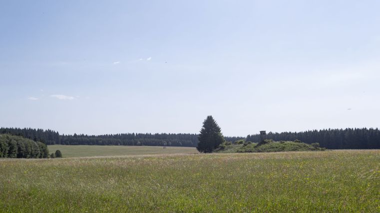 Vaste paysage de prairie avec un arbre et un perchoir à l'horizon, entouré de forêt.