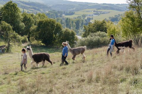 Een groep mensen leidt lama's over een groene weide. Het landschap is heuvelachtig en biedt veel groen.