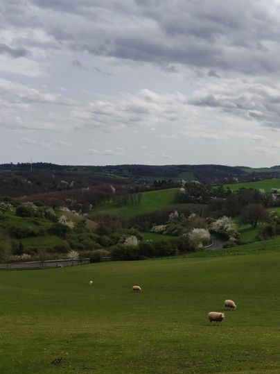 A peaceful landscape with gentle hills and green grass. Sheep graze in the foreground, while a cloudy sky stretches over the scene.