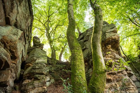 Rotsen en bomen in het NaturWanderPark delux.