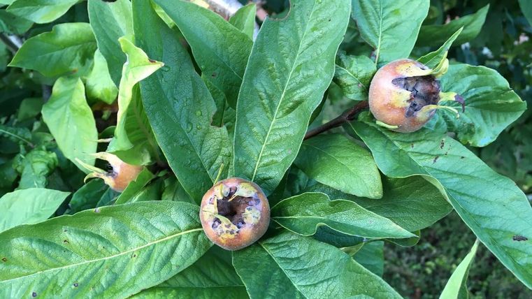 A close-up of a fruit tree with green leaves and ripe fruits. The fruits are brown-orange and have small black spots.