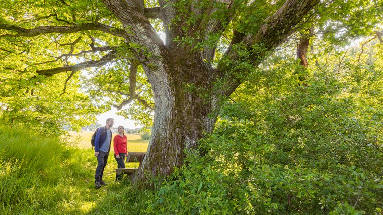 Deux personnes se tiennent sous un grand arbre sur un sentier de randonnée.