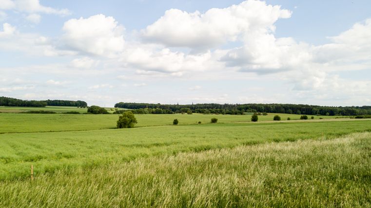 Grüne Wiesenlandschaft mit Bäumen und Wolken am Himmel.