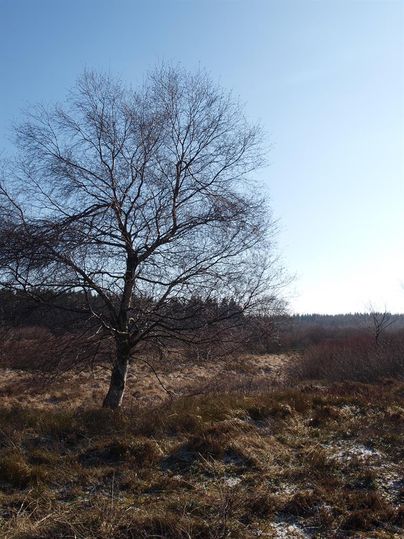 Ein schmaler Baum steht in einer offenen Landschaft unter einem klaren, blauen Himmel. Im Vordergrund sind trockene Gräser und moorige Erde sichtbar.