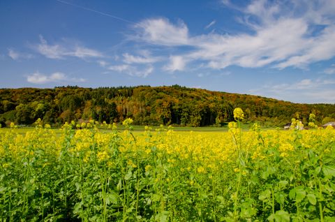 Vue d'un champ de fleurs jaunes devant une colline boisée sous un ciel bleu.