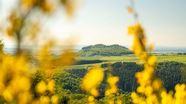 Zicht op een groen heuvellandschap met gele bloemen op de voorgrond.