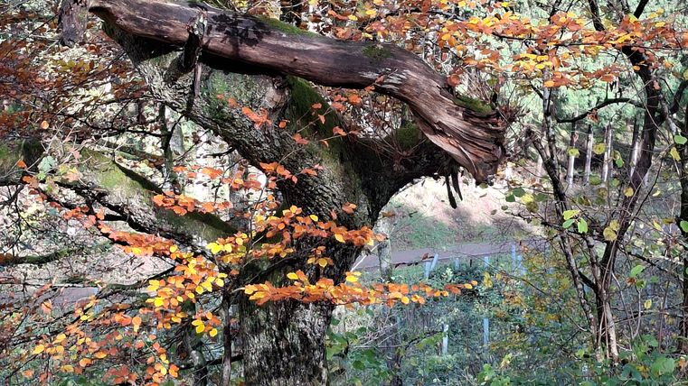 Een boom met herfstbladeren in het bos.