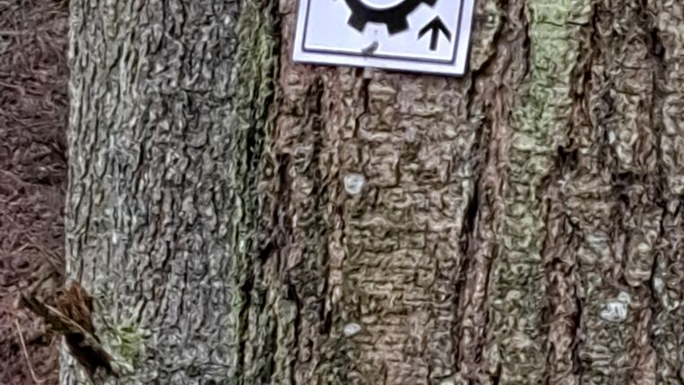 Ein Schild mit einem Zahnrad-Symbol ist an einem Baum befestigt. Das Schild zeigt eine Richtung nach oben.