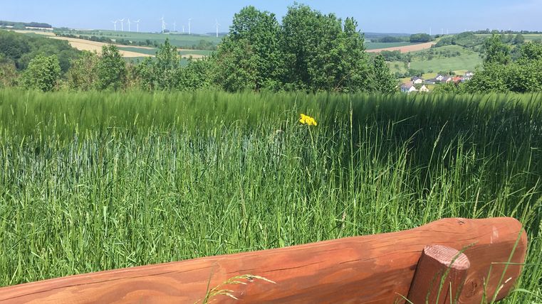 Banc en bois devant une prairie verte avec des éoliennes en arrière-plan.