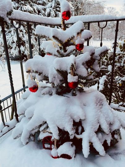 A small Christmas tree, covered with snow and decorated with red baubles. In the background, you can see snow-covered plants and a winter landscape.