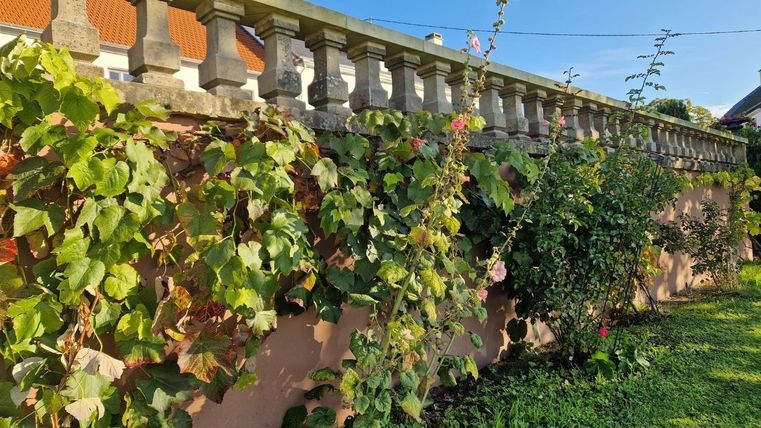 A beautiful garden with a wall covered in plants. The sky is clear and blue, creating a pleasant atmosphere.