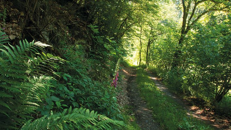 Un étroit chemin forestier avec une verdure luxuriante et des fougères sur les côtés, éclairé par la lumière du soleil.