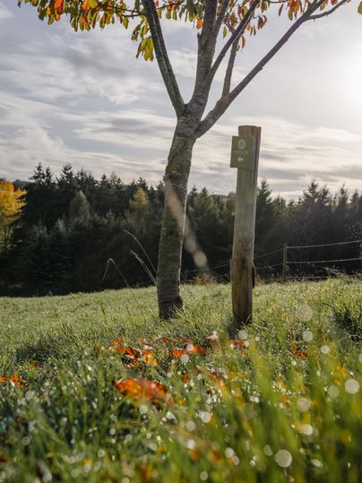 Un arbre avec des feuilles d'automne et un poteau en bois dans une prairie, avec une forêt en arrière-plan.