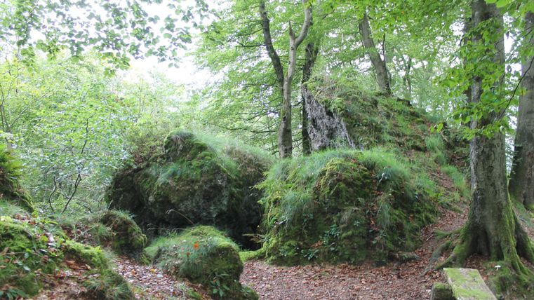 Ein grüner Wald mit moosbedeckten Felsen. Der Boden ist mit Blättern bedeckt und es gibt einen Holzsteg.