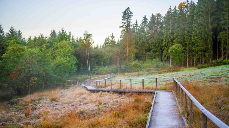 Een houten loopbrug leidt door een heidegebied, omringd door bomen en grasvelden.