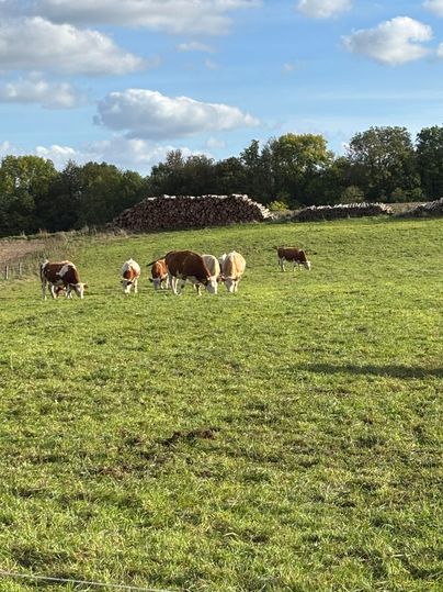 A meadow with several cows peacefully grazing. In the background, there are trees and a woodpile.