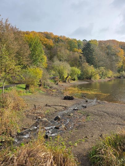 Ein ruhiger See mit einer sandigen Uferlinie und farbenfrohen Herbstbäumen im Hintergrund.
