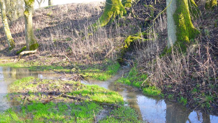 Bron van een klein beekje in het bos omgeven door mos en gras.