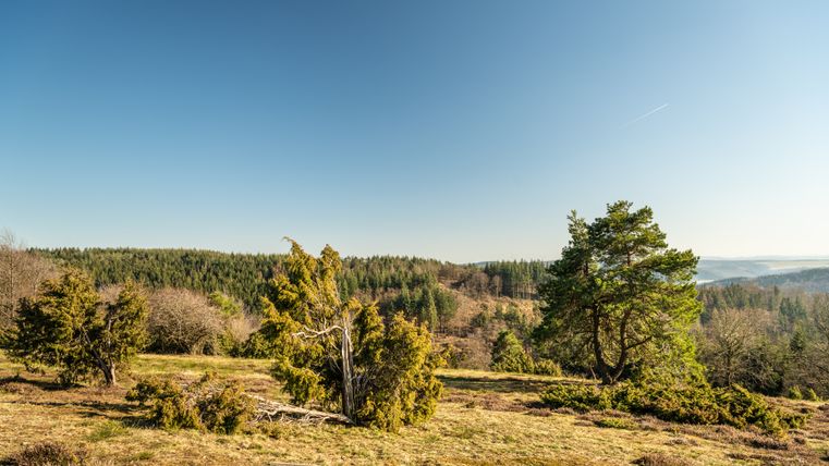 Landschaft am Traumpfad Bergheidenweg bei Arft