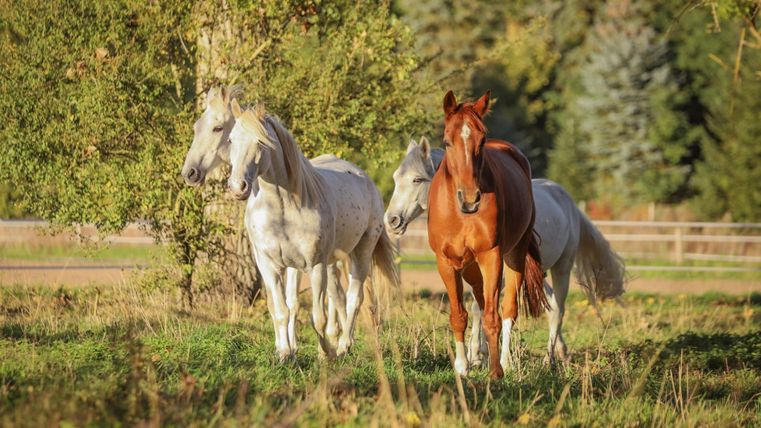 Quatre beaux chevaux se tiennent dans un pré. Deux sont d'un blanc éclatant et deux ont un pelage marron.