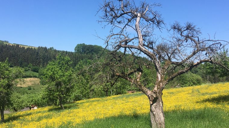 Un arbre dénudé se trouve dans une prairie avec des fleurs jaunes, entouré d'arbres verts et d'un ciel bleu.
